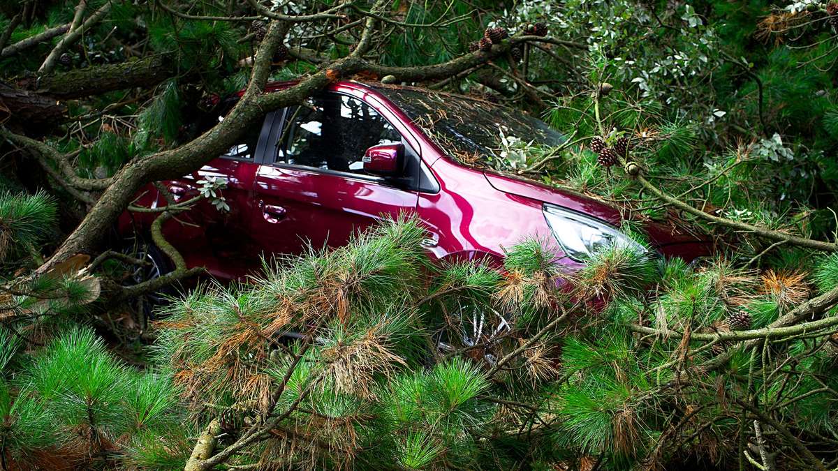 Rotes Auto unter den Ästen eines umgestürzten Baums an einer Straße