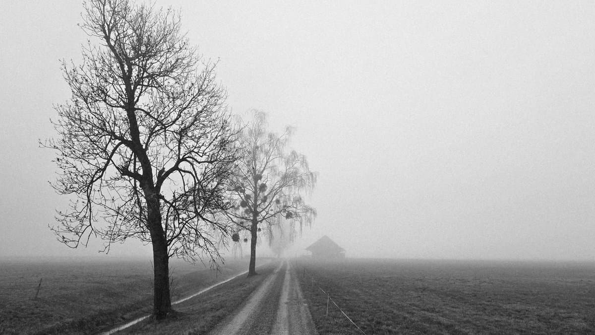 Neblige Landstraße zwischen kahlen Bäumen, im Hintergrund ein Gehöft, Schwarz-Weiß.